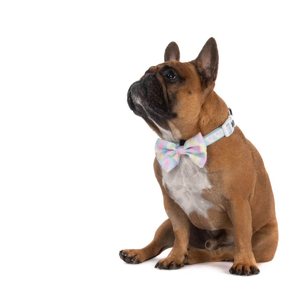 Big & Little Dogs Gelato Collar & Bow Tie