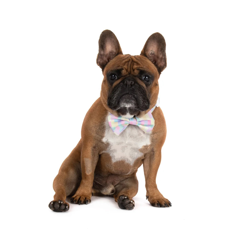 Big & Little Dogs Gelato Collar & Bow Tie