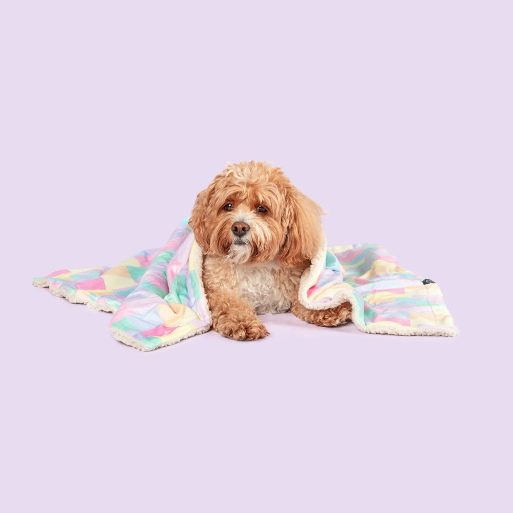 Big & Little Dogs Gelato Plush Pet Blanket