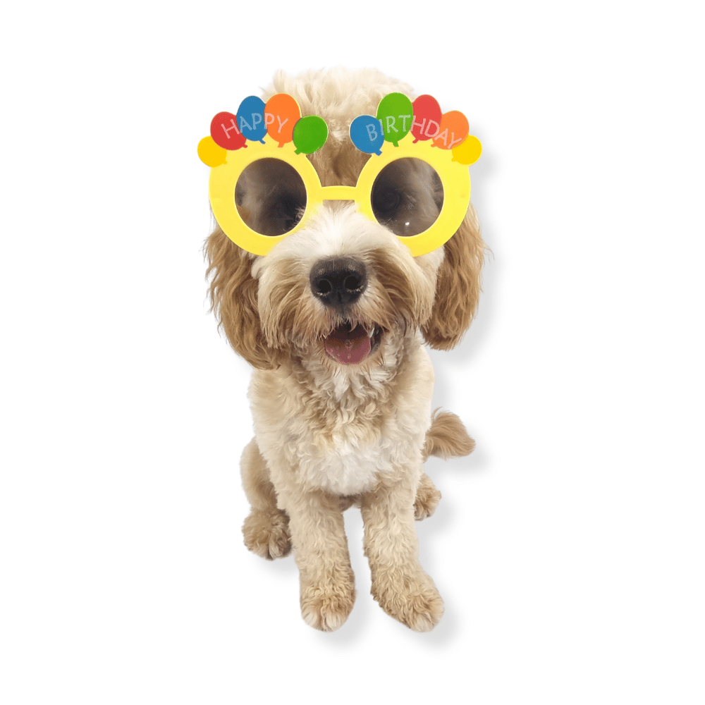 Happy Birthday Balloon Dog Glasses