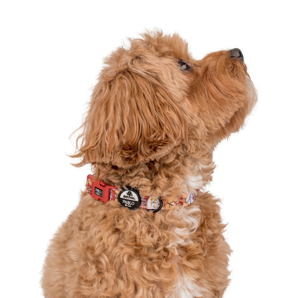 Harry potter dog sales collar and leash