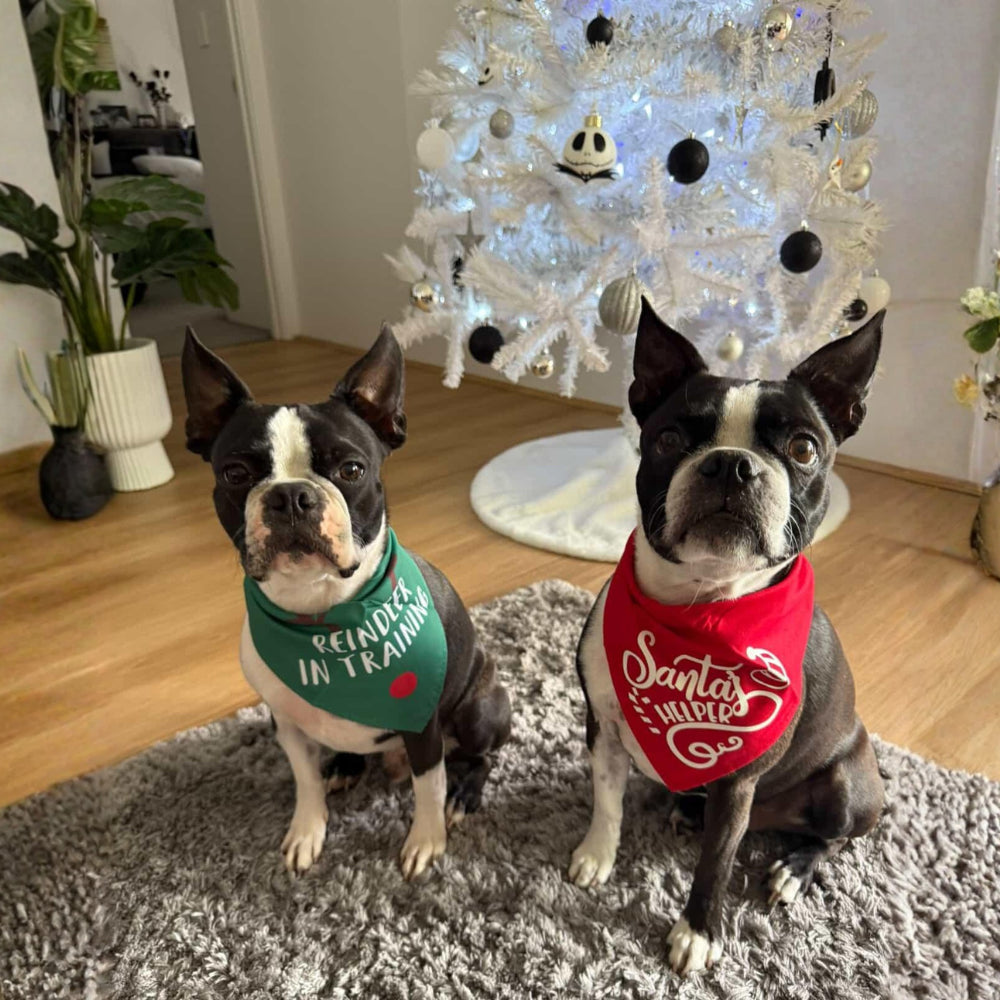 Reindeer in Training Dog Bandana