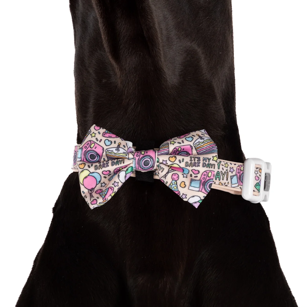 Big & Little Dogs It's My Bark Day Collar & Bow Tie