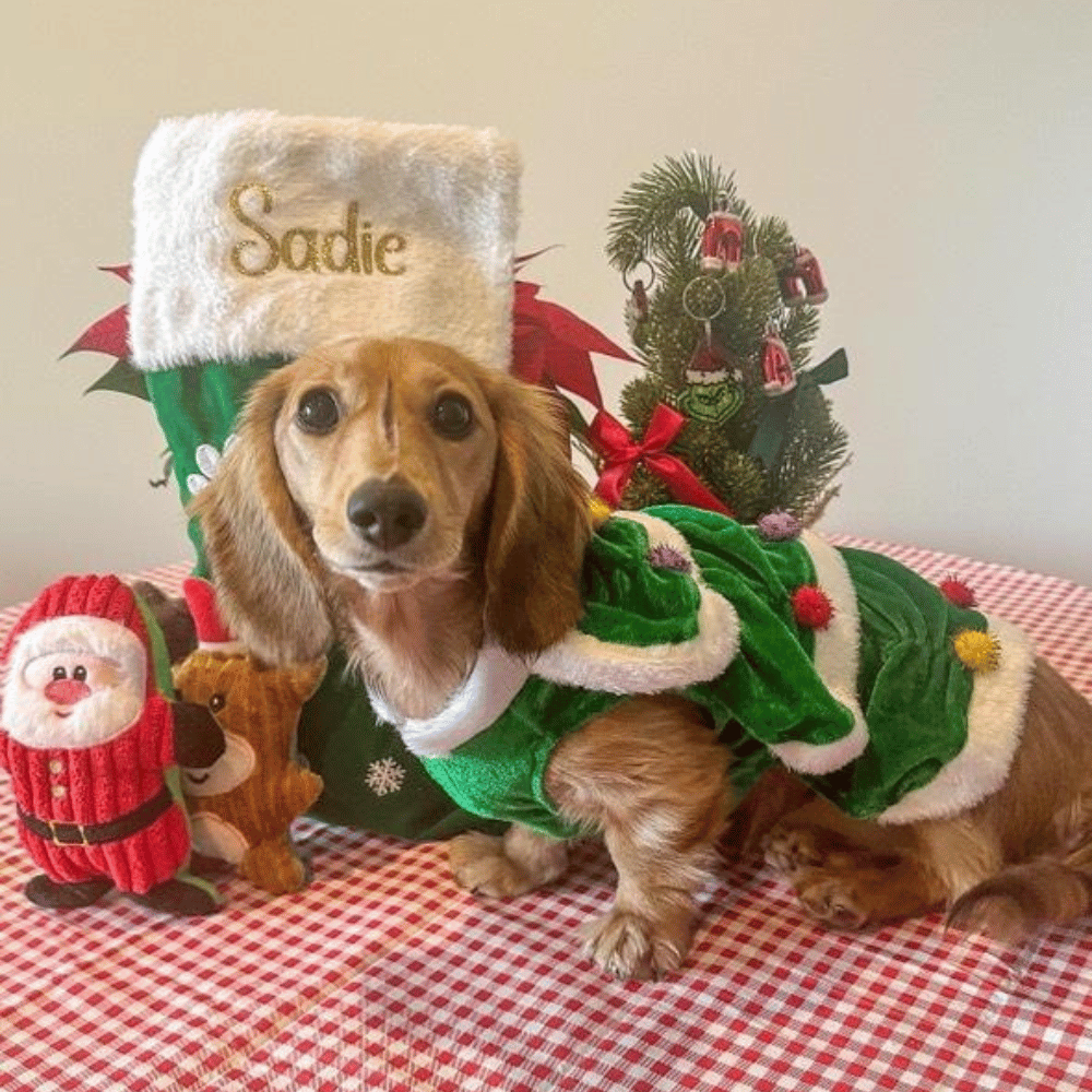 Christmas Tree Dog Costume