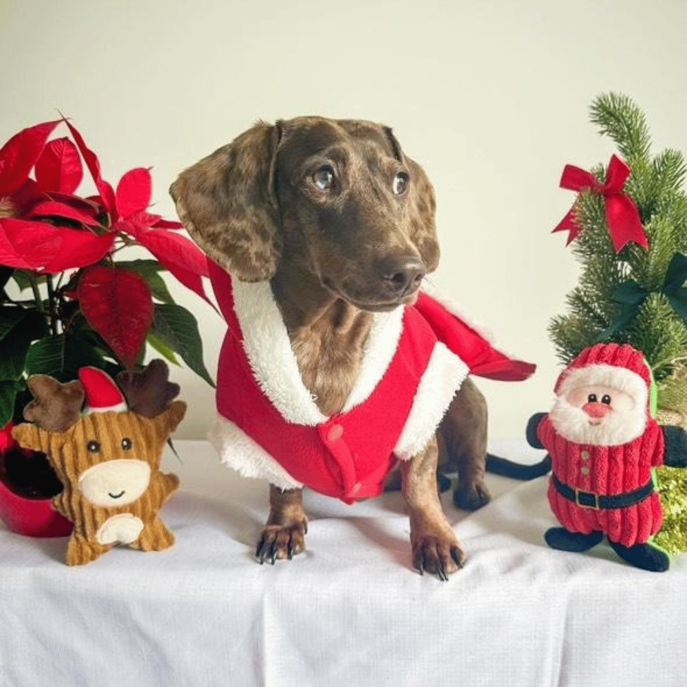 Santa Plush Dog Toy