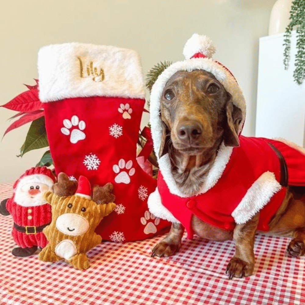 Santa Plush Dog Toy
