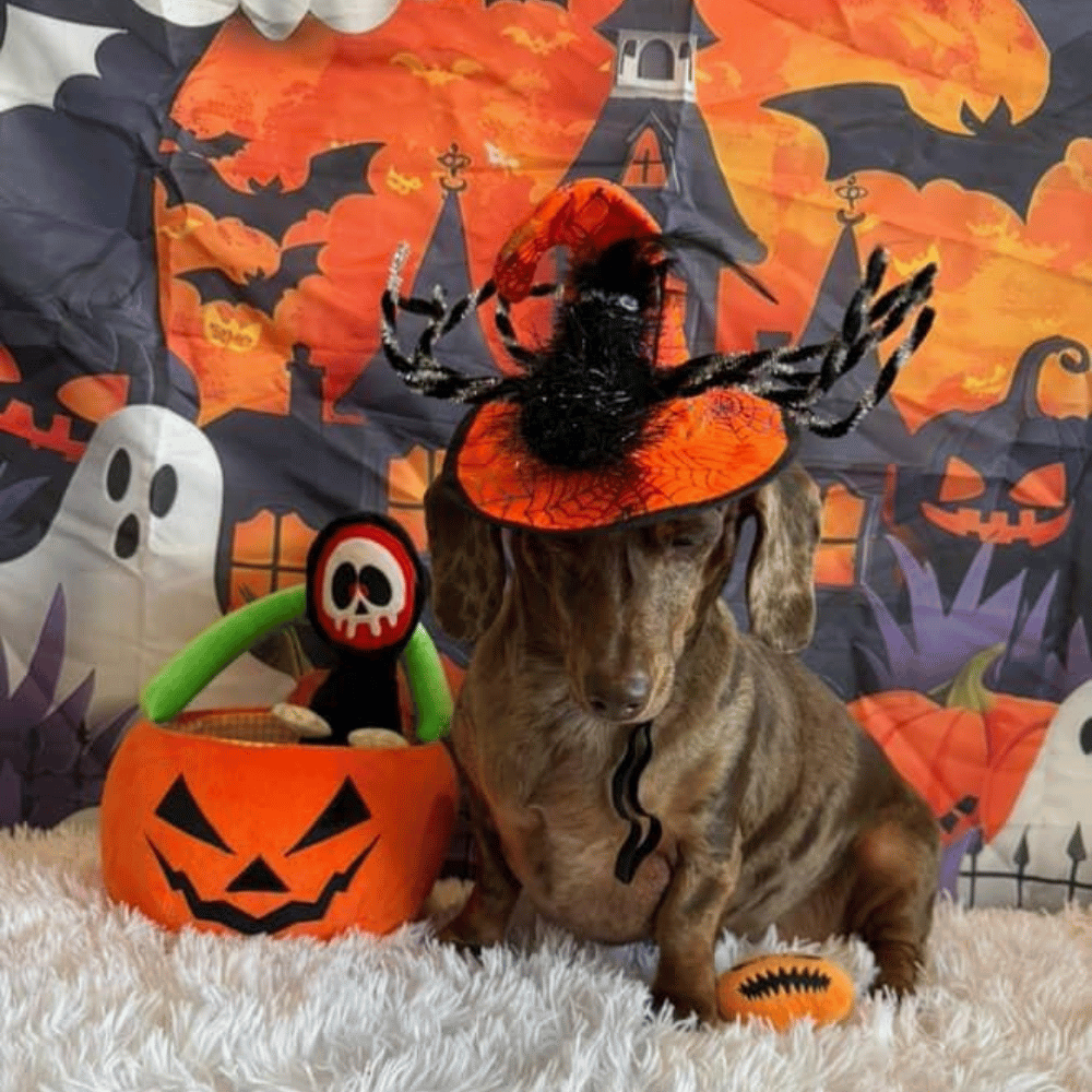 Spooky Spider Witch Dog Hat