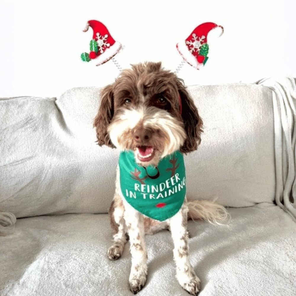 Merry Christmas Tree Dog Headband