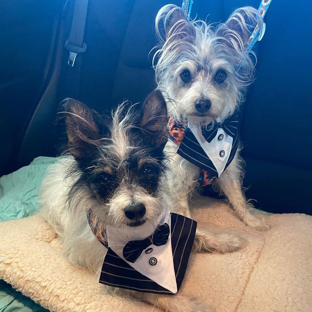 Tuxedo Dog Bandana - Pinstripe