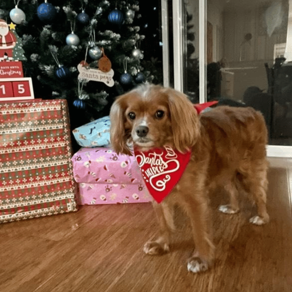 Santa's Helper Dog Bandana