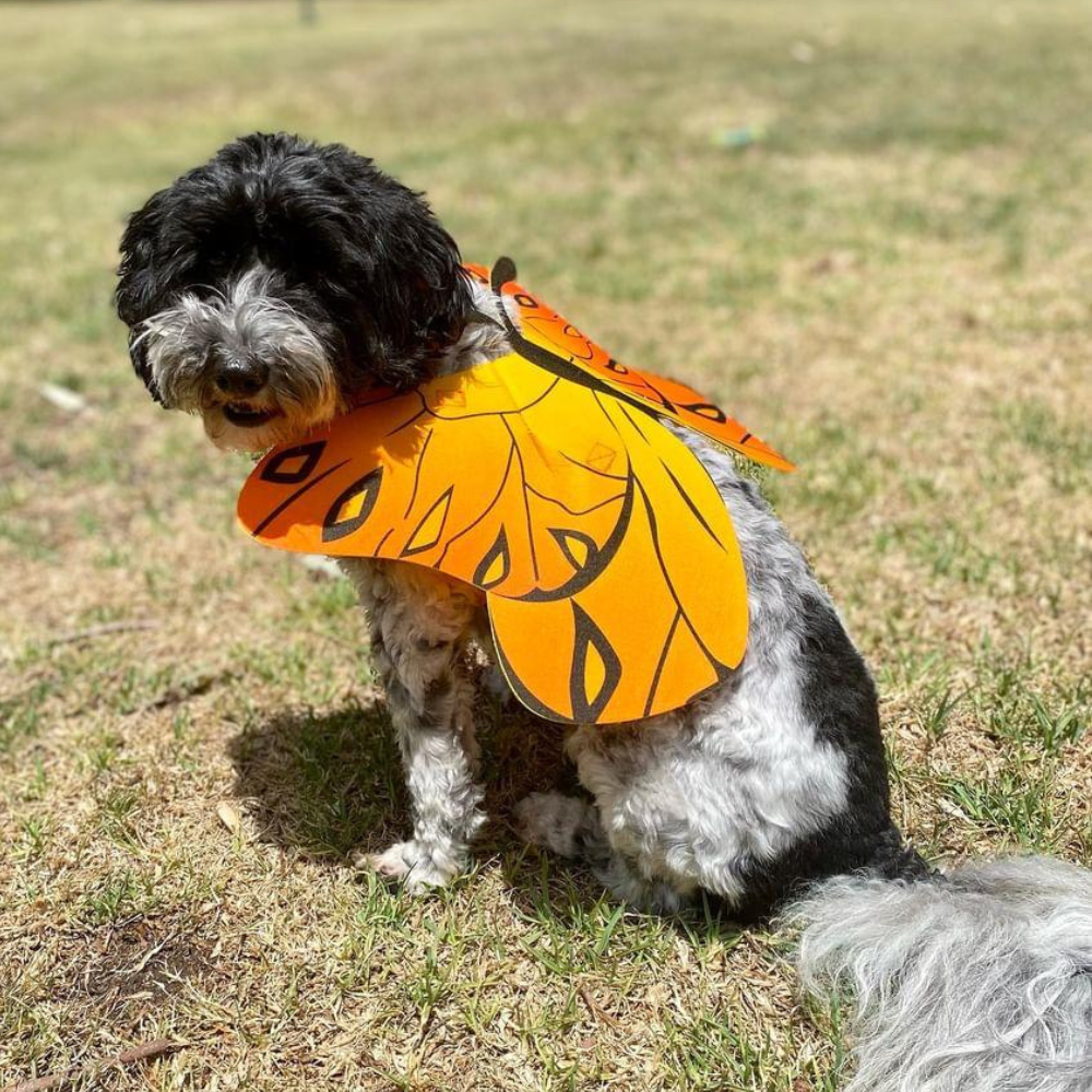 Dog Butterfly Wings