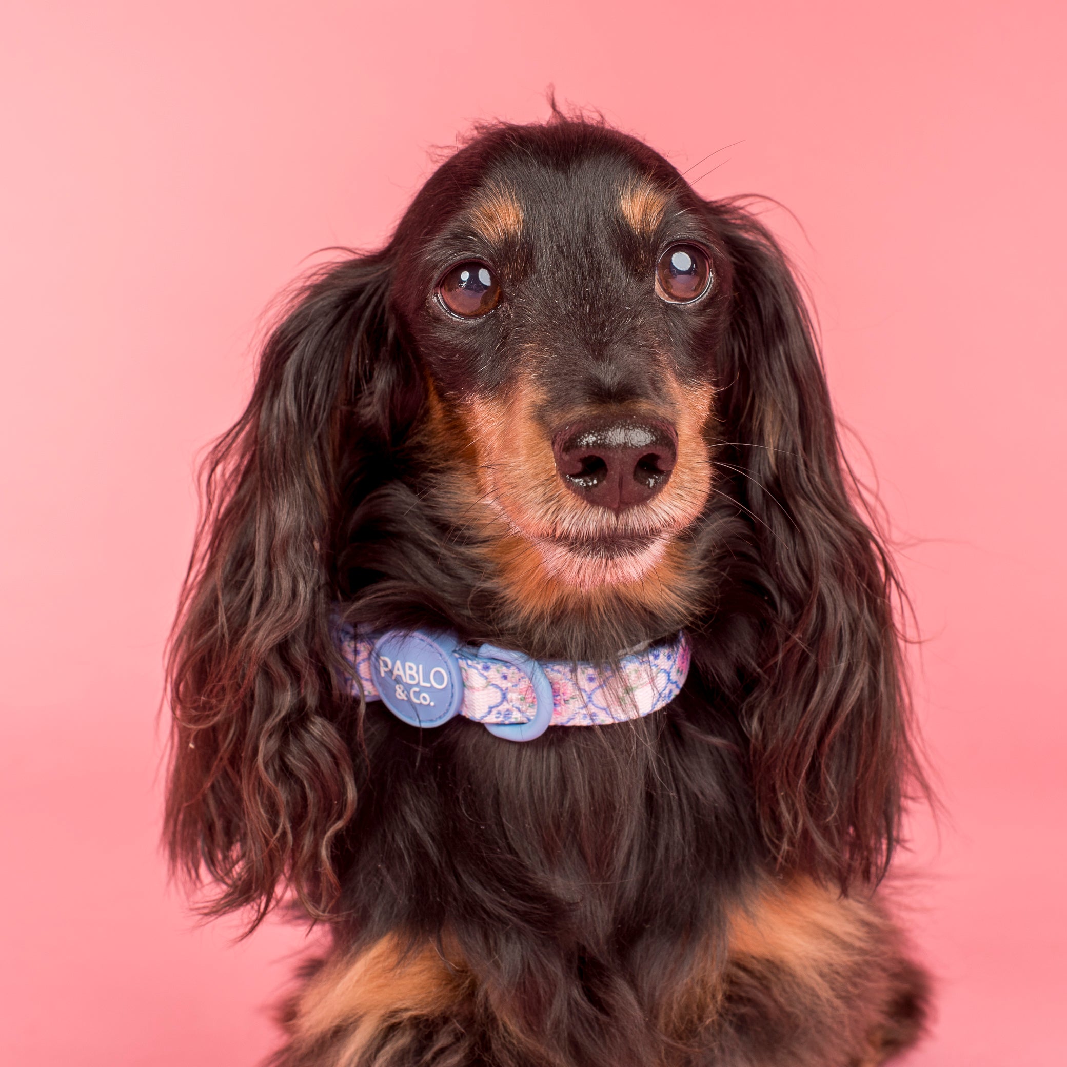 Pablo & Co Petal Dog Collar