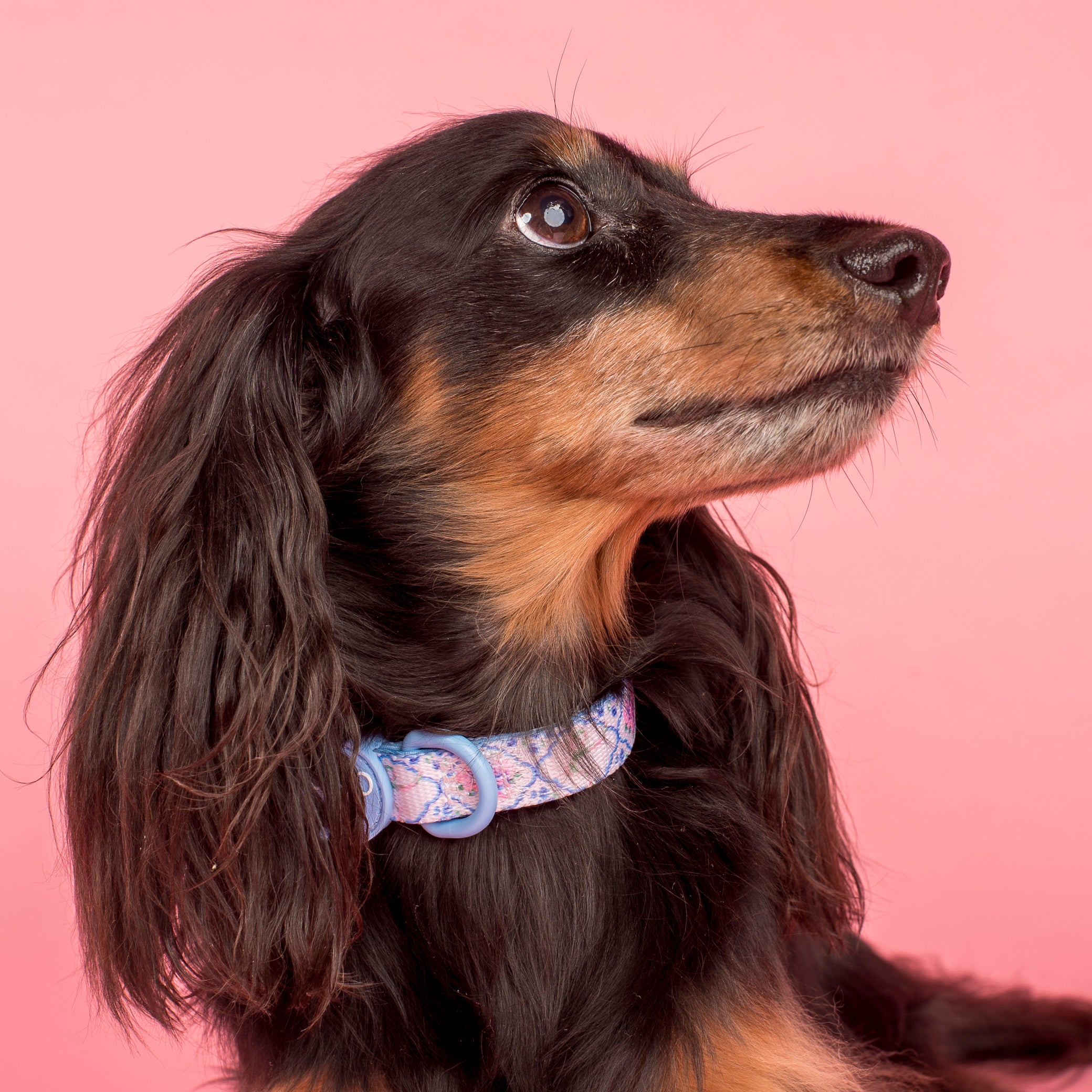 Pablo & Co Petal Dog Collar