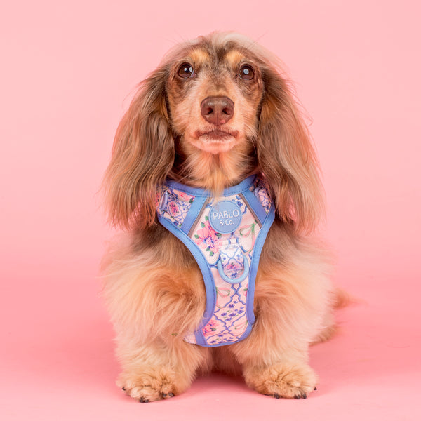 Pablo & Co Petal No Pull Harness