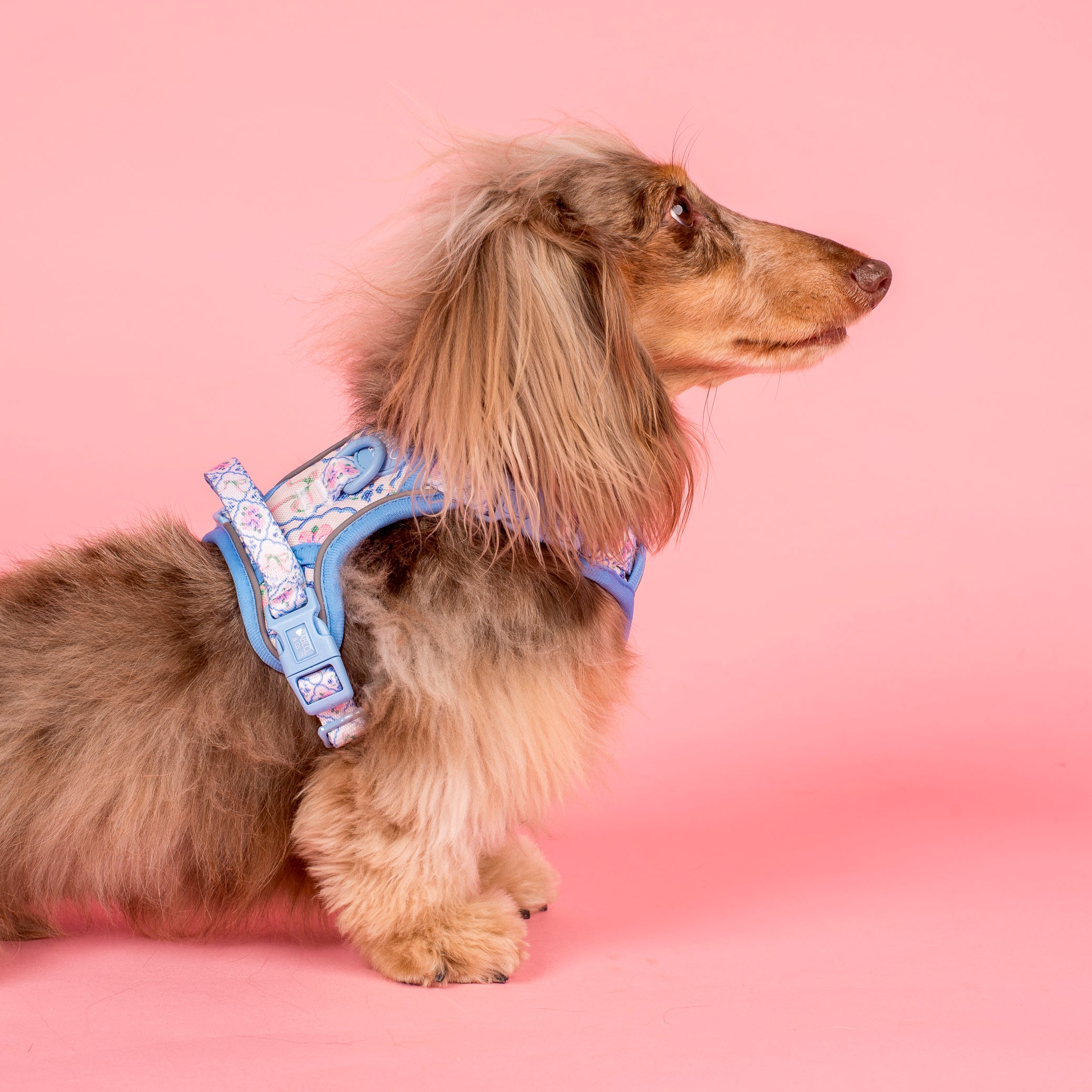 Pablo & Co Petal No Pull Harness