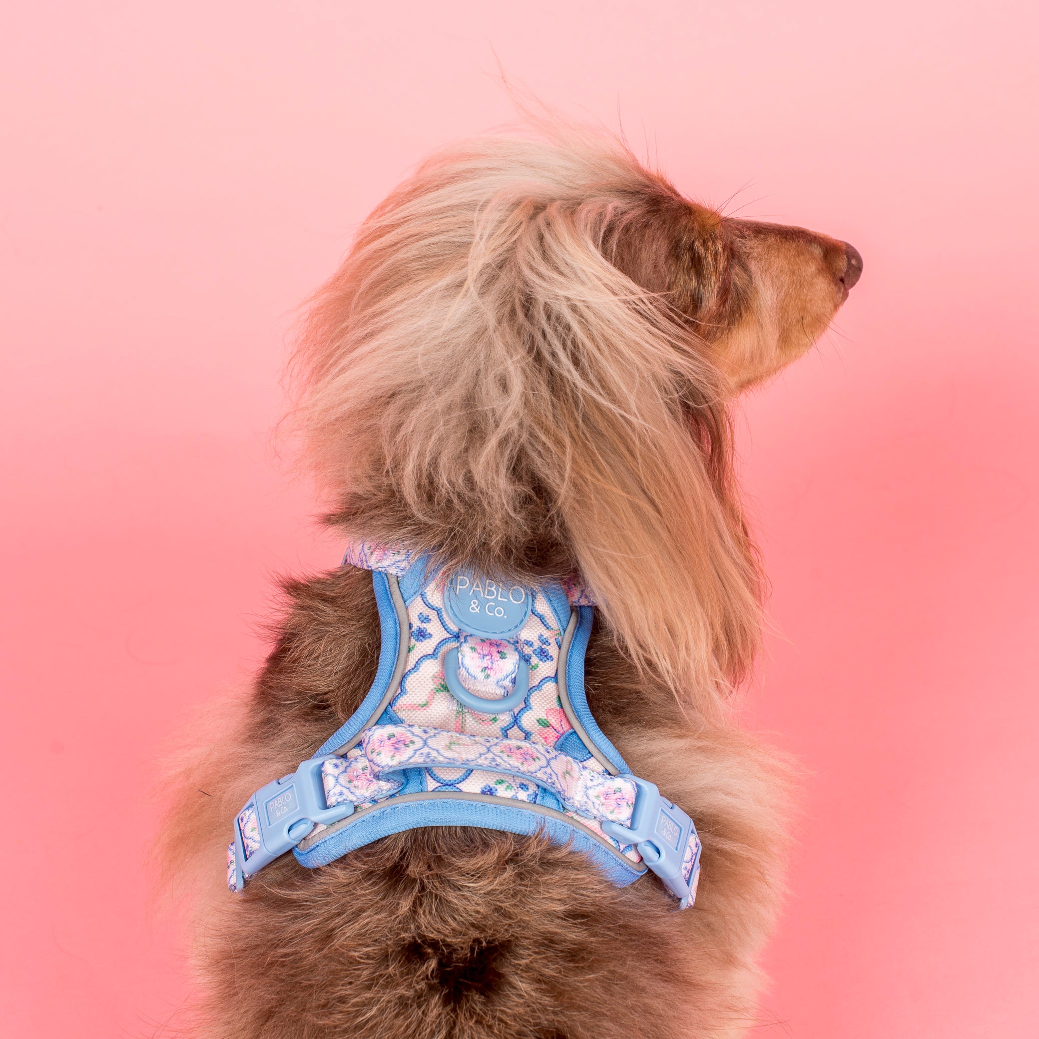 Pablo & Co Petal No Pull Harness