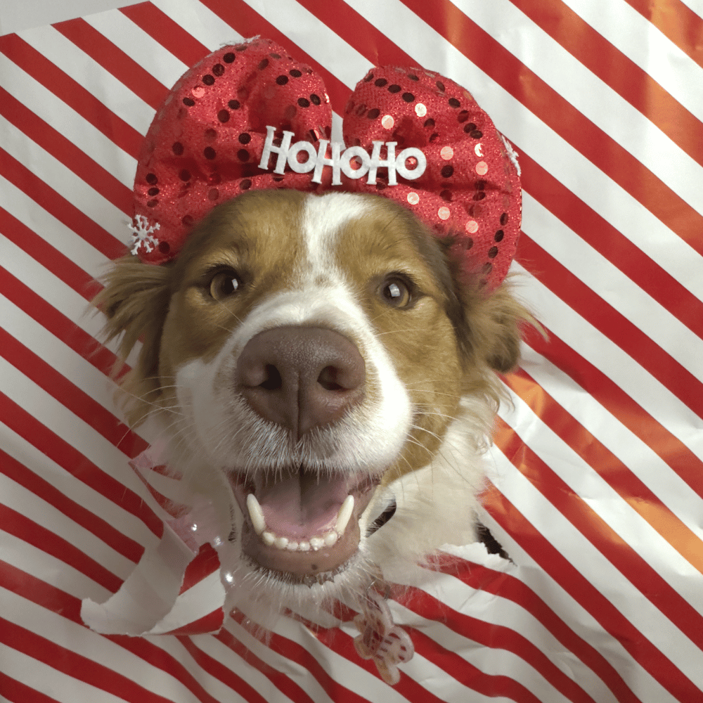 Red Bow Christmas Dog Headband