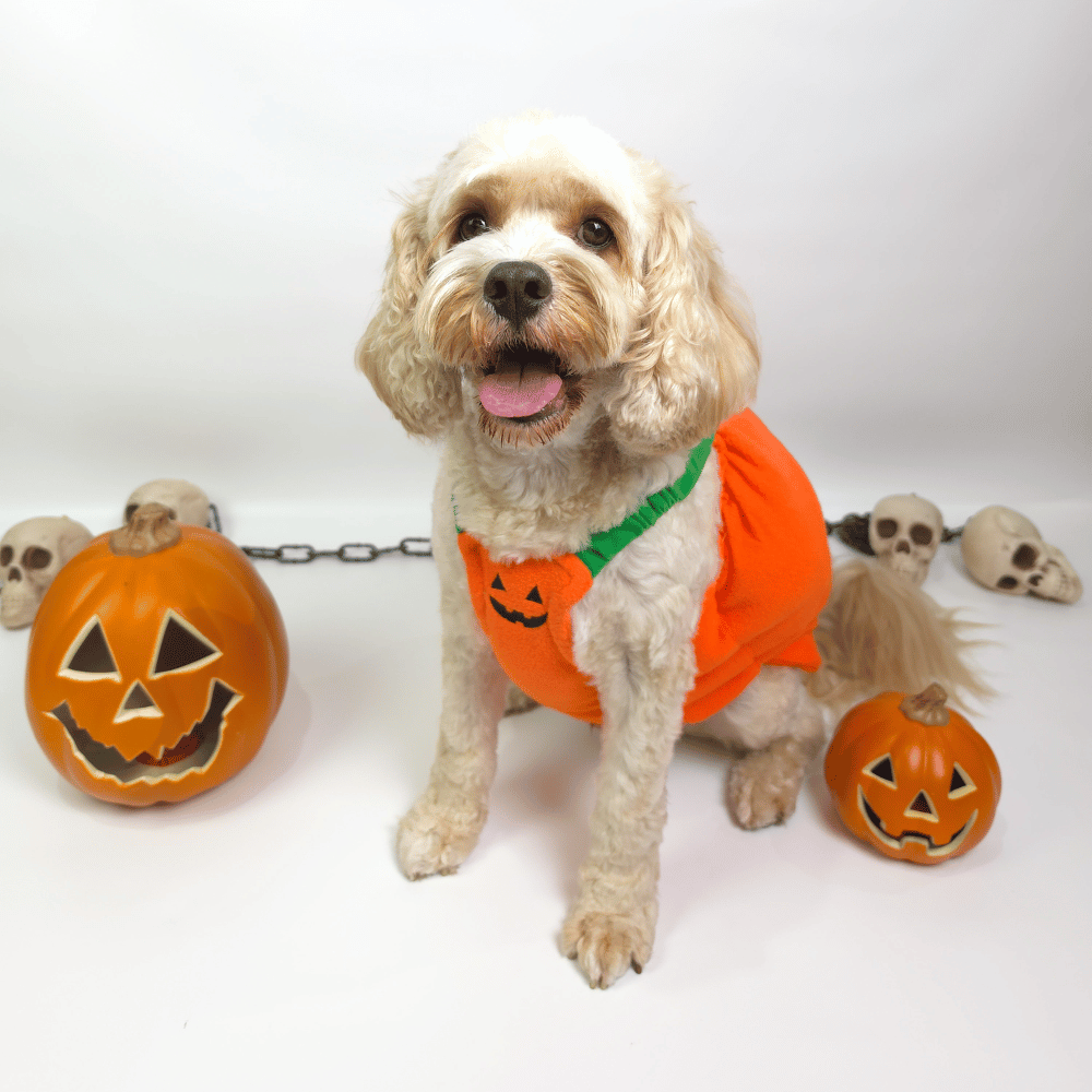 Halloween Pumpkin Dog Costume