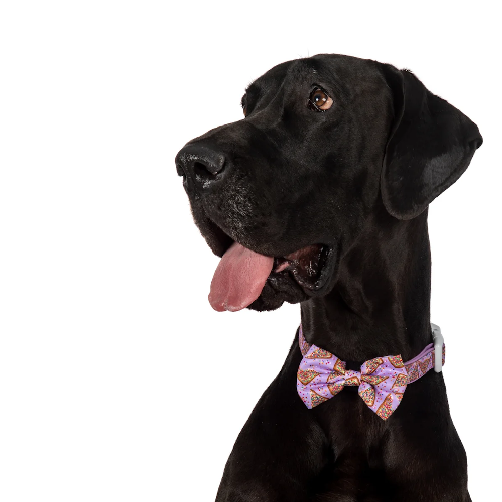 Big & Little Dogs Purple Fairy Bread Collar & Bow Tie
