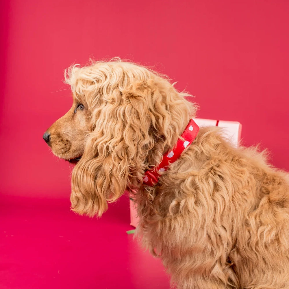 Pablo & Co Red Polka Dots Dog Collar Velvet
