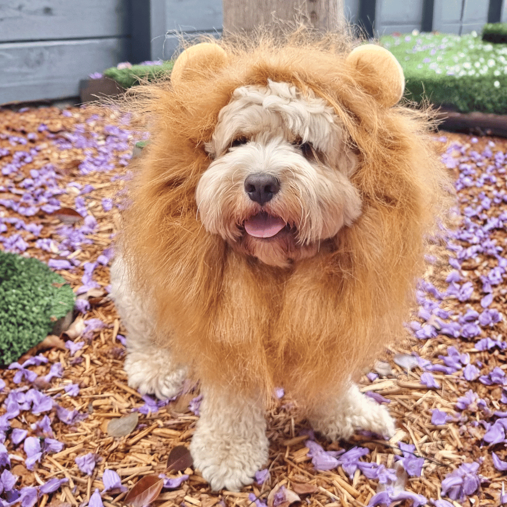 Lion Mane Dog Costume - Medium to Large Dogs