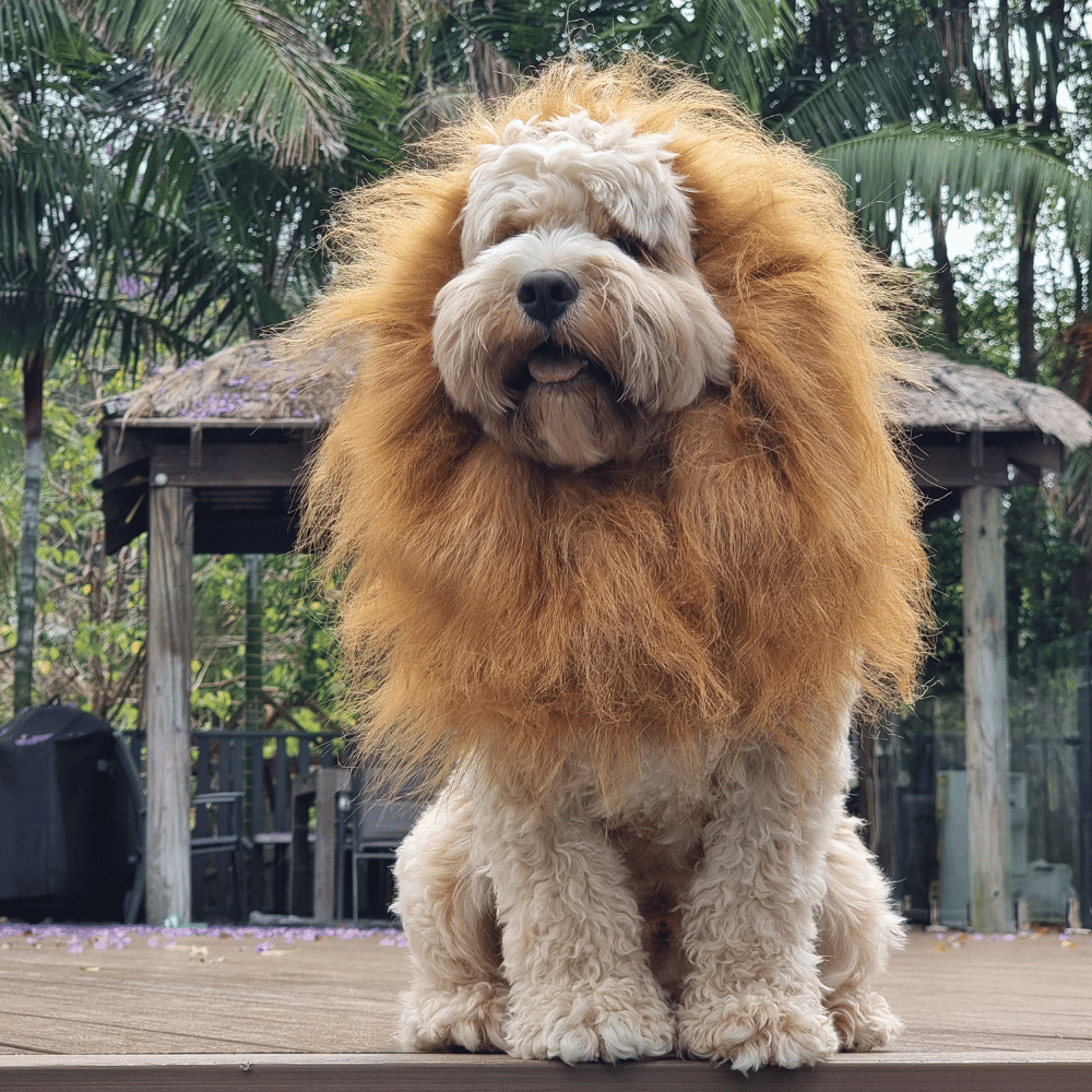 Lion Mane Dog Costume - Medium to Large Dogs