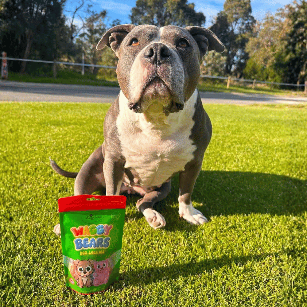 Waggy Bears Dog Lollies