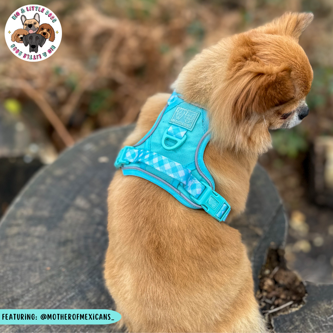 Big & Little Dogs All Rounder Harness - Aqua