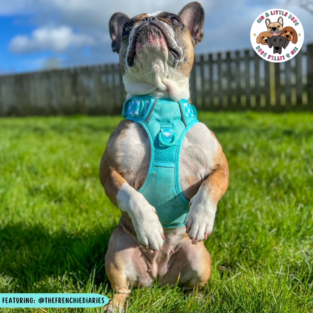 Big & Little Dogs All Rounder Harness - Aqua