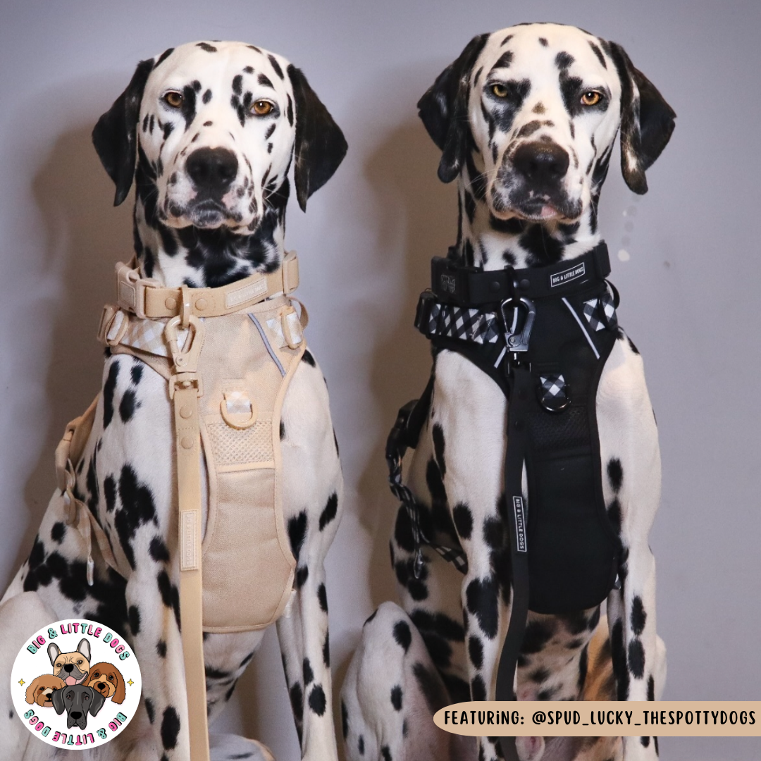Big & Little Dogs All Rounder Harness - Beige