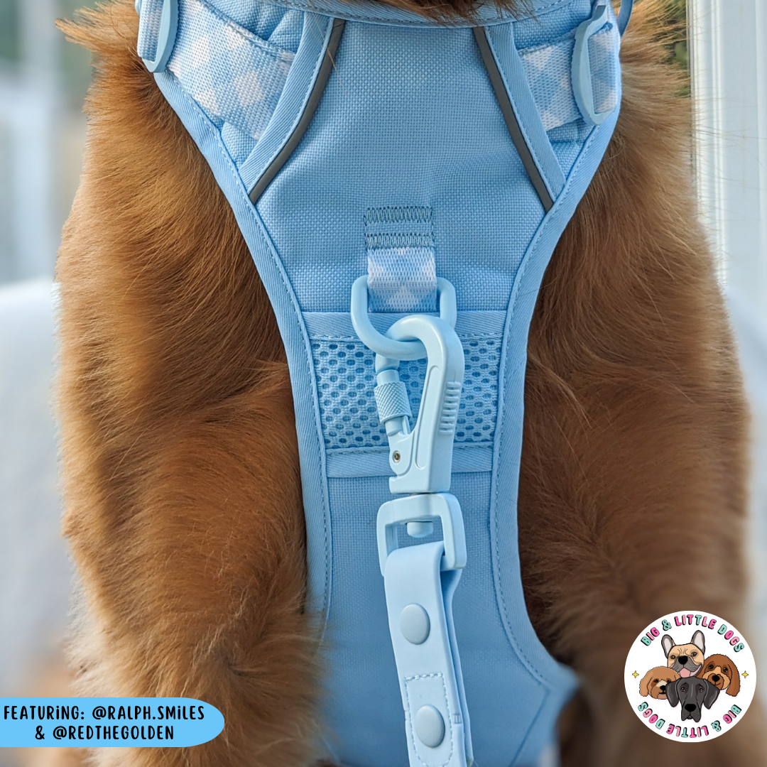 Big & Little Dogs All Rounder Harness - Blue