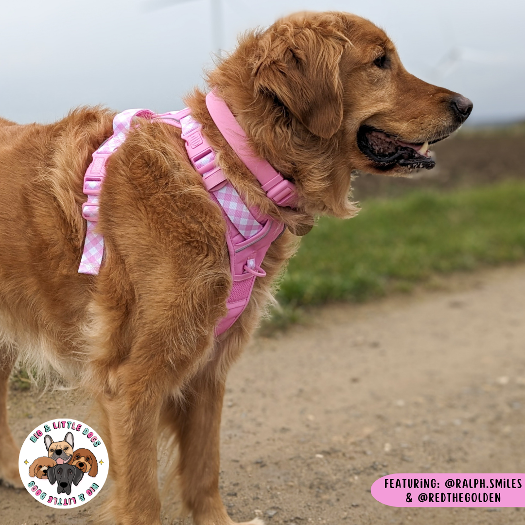 Big & Little Dogs All Rounder Harness - Pink