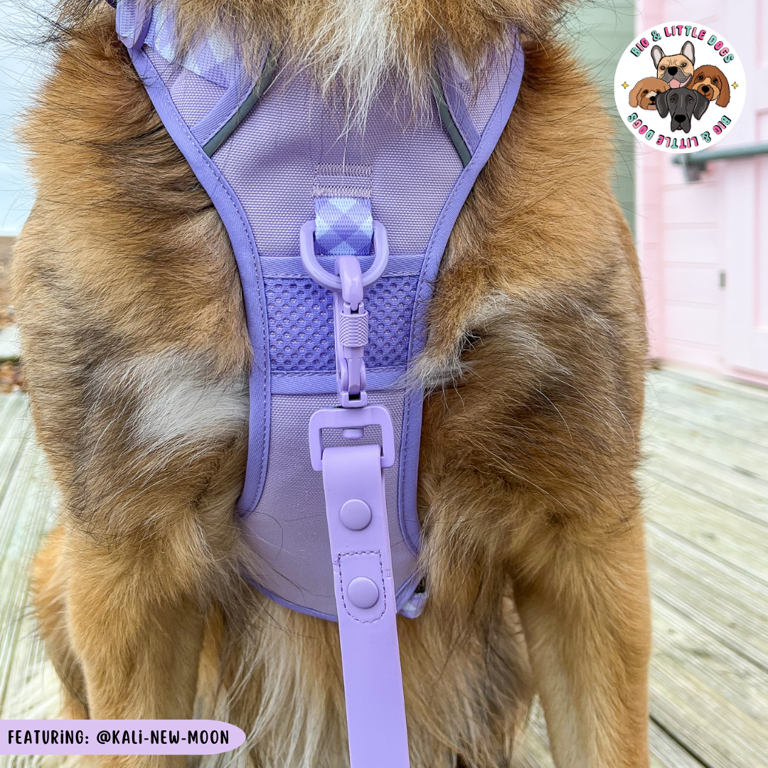 Big & Little Dogs Waterproof Leash - Purple