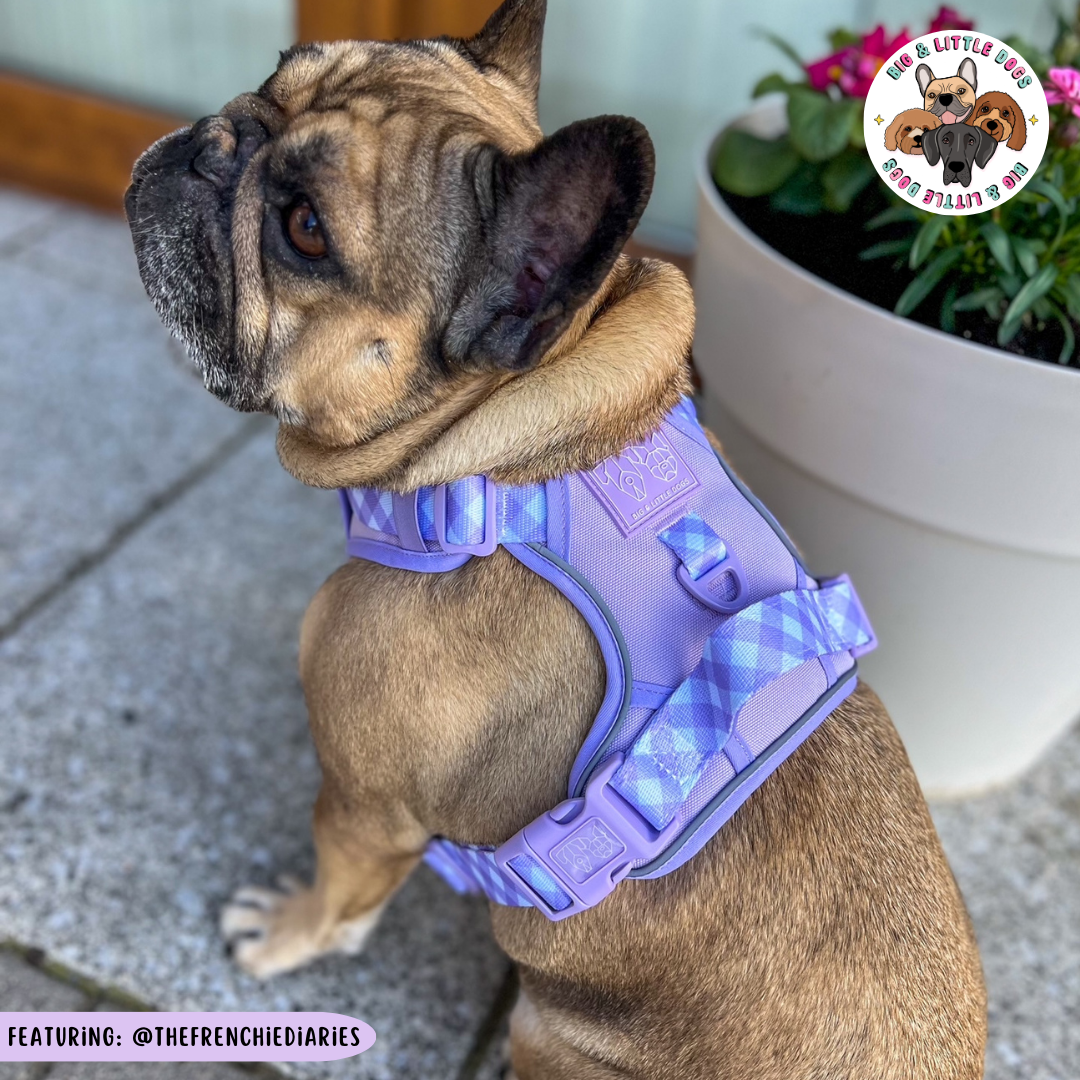 Big & Little Dogs All Rounder Harness - Purple