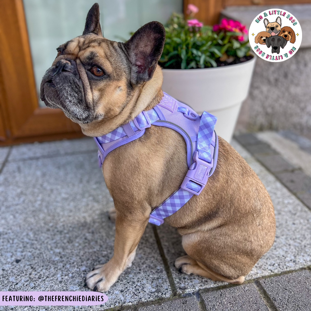 Big & Little Dogs All Rounder Harness - Purple