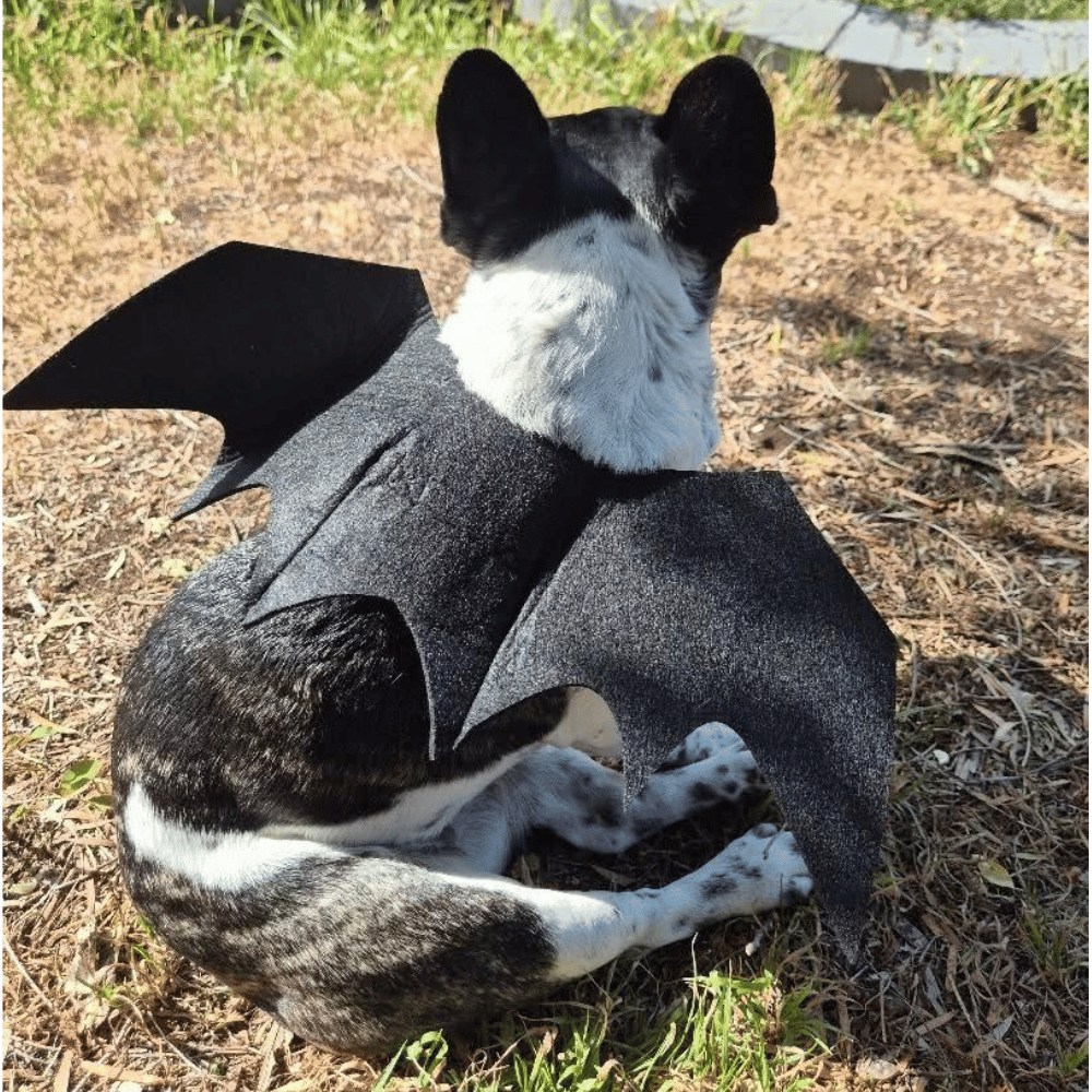 Dog Bat Wings Halloween Costume