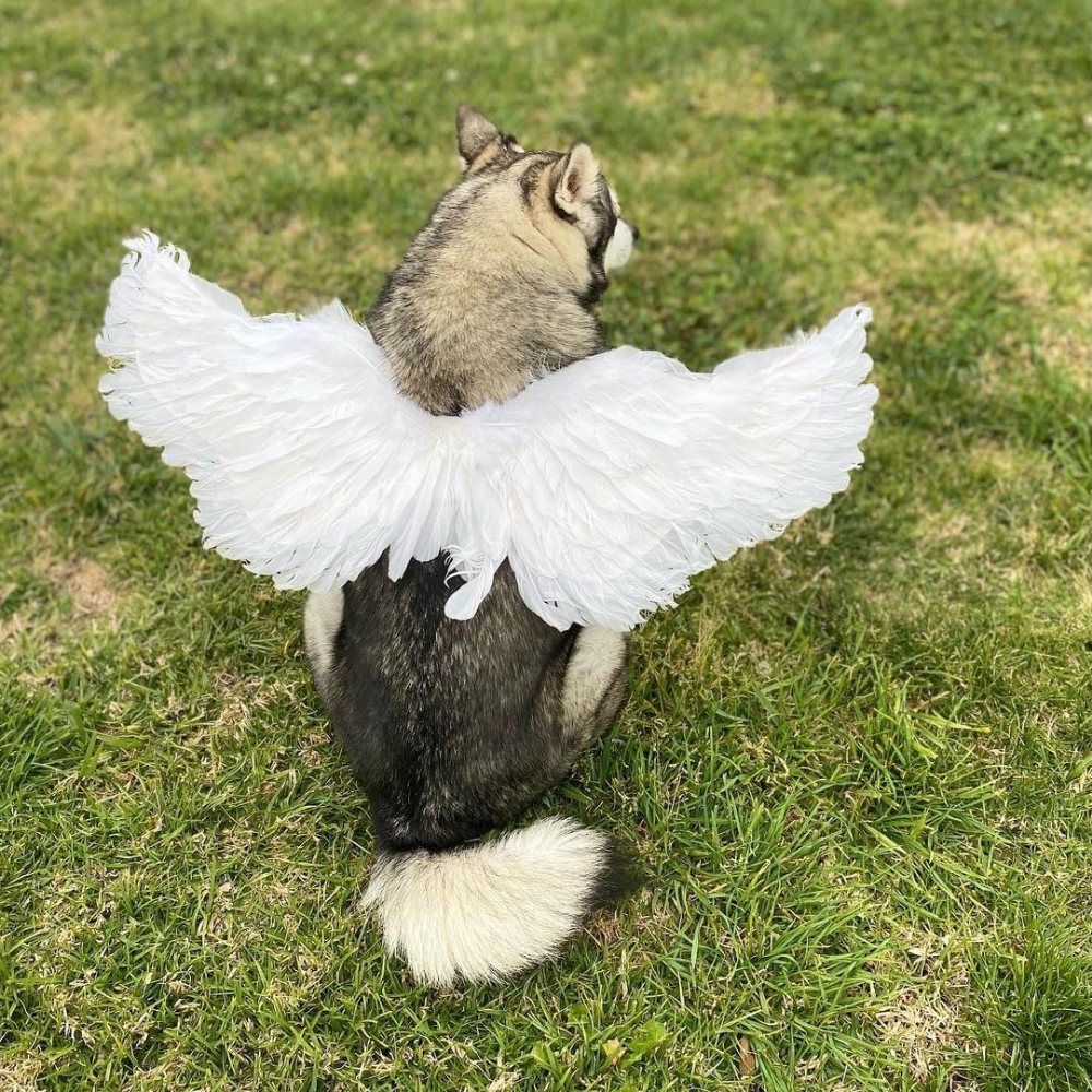 Feather Angel Wings Costume