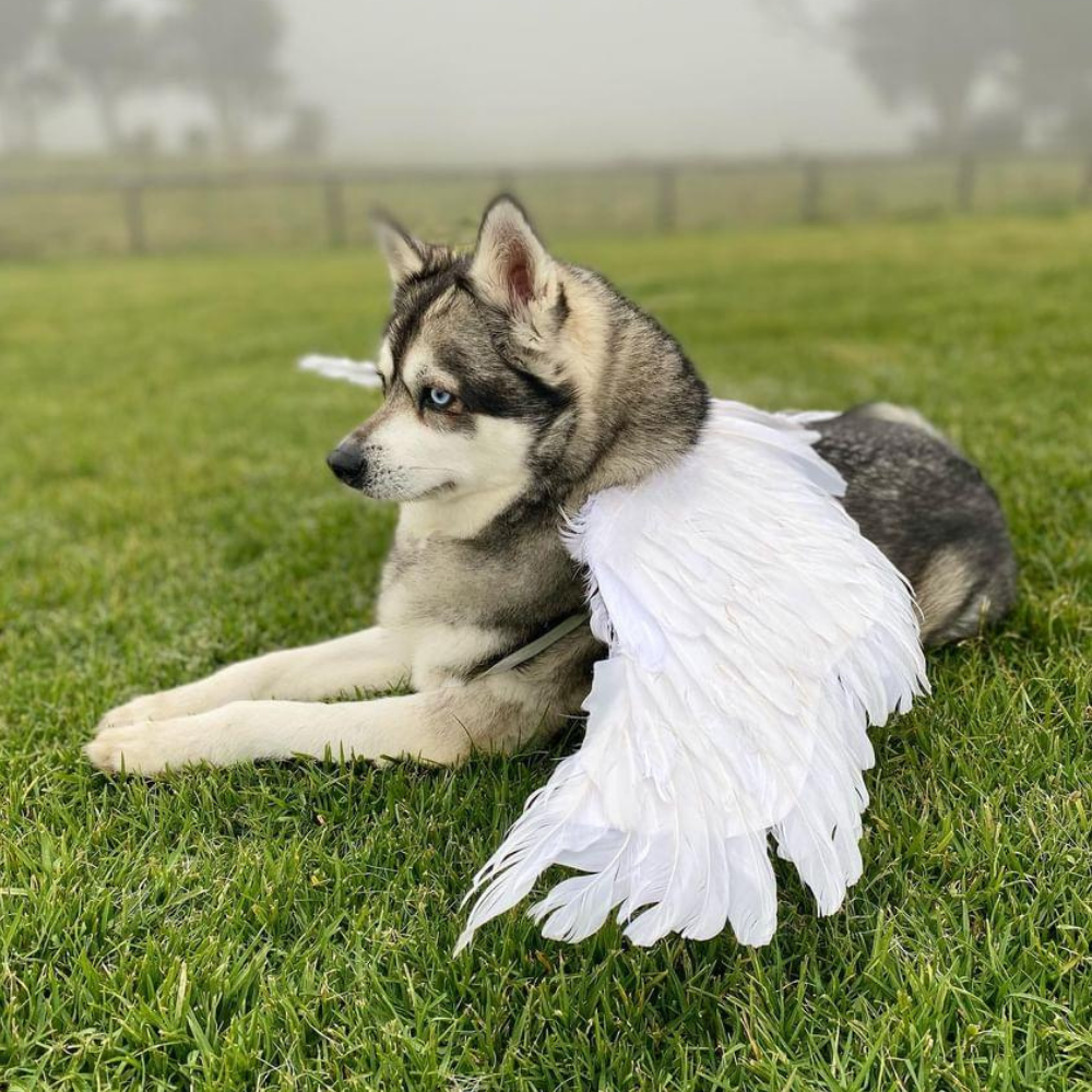 Feather Angel Wings Costume