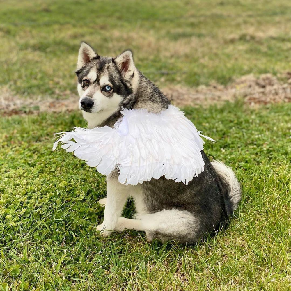 Feather Angel Wings Costume