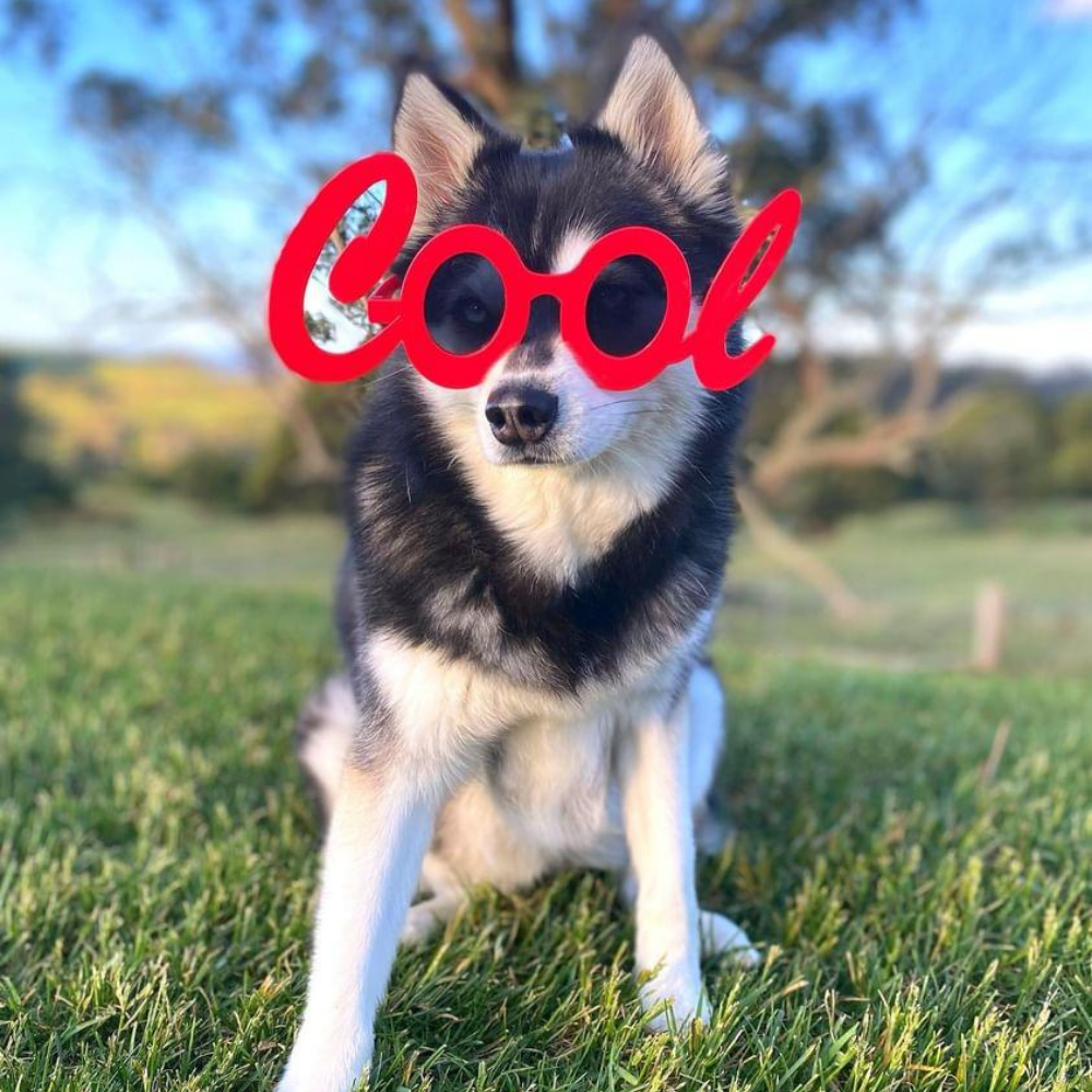 Cool Dog Glasses