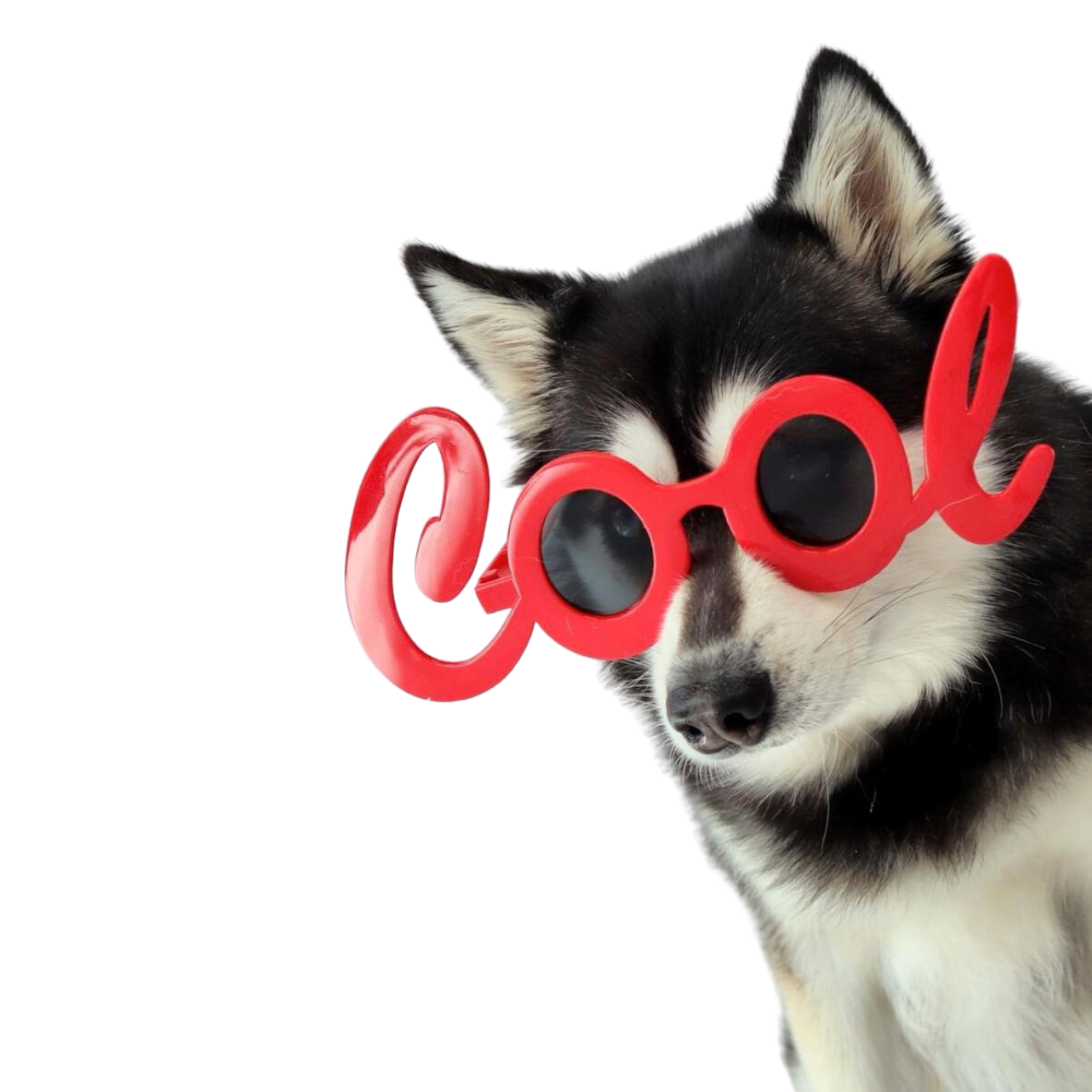 Cool Dog Glasses