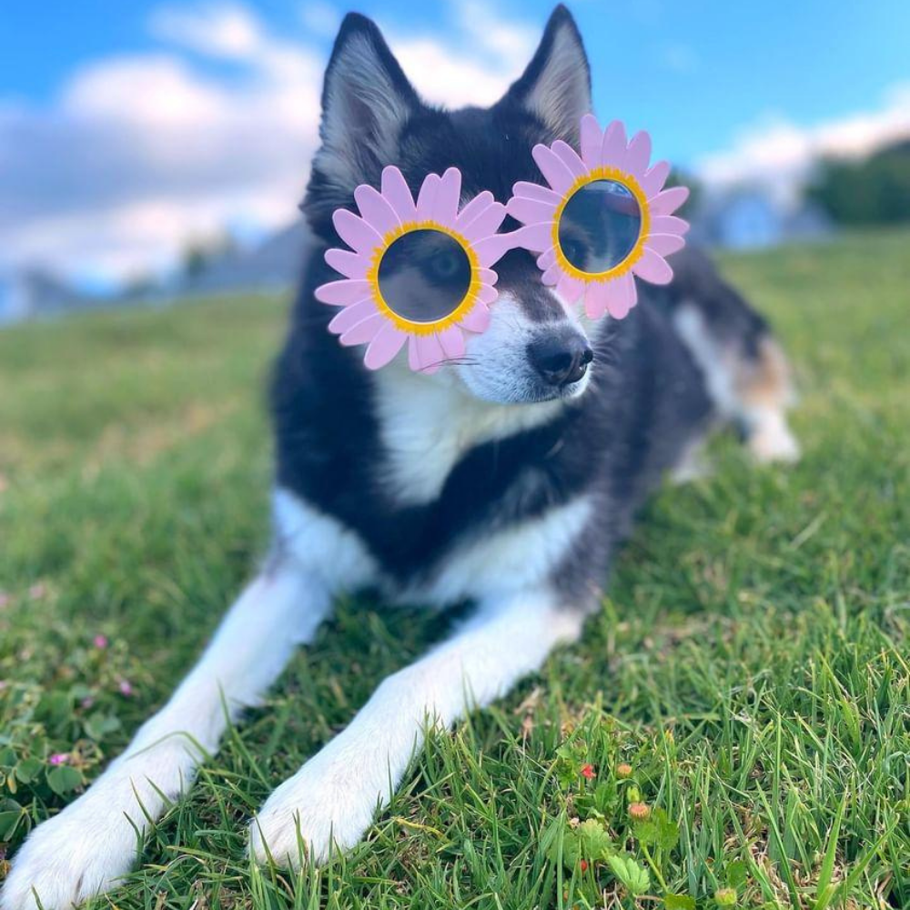 Daisy Dog Glasses