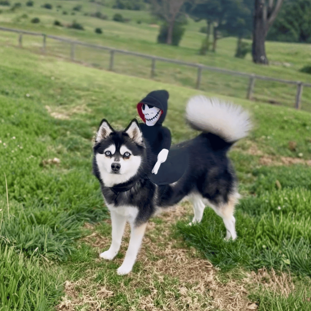 Ghoul Ride-On Dog Costume