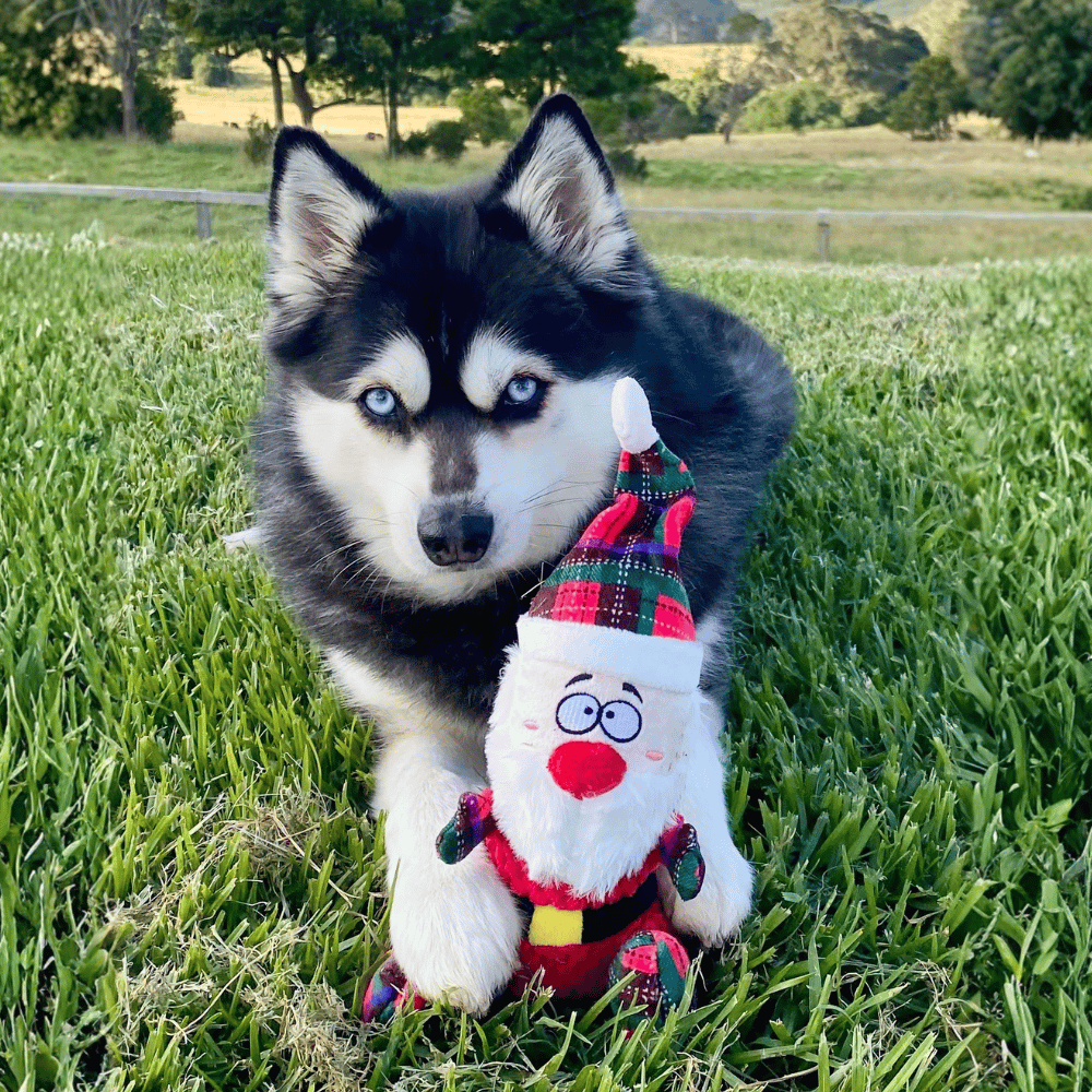 Santa Plush Plaid Dog Toy