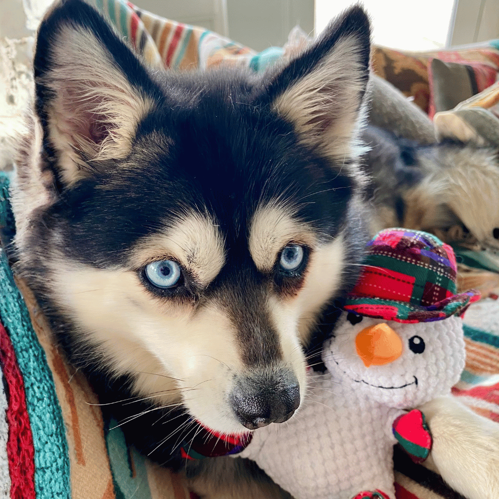 Snowman Plush Plaid Dog Toy