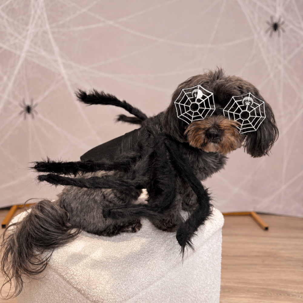 Fuzzy Spider Dog Costume