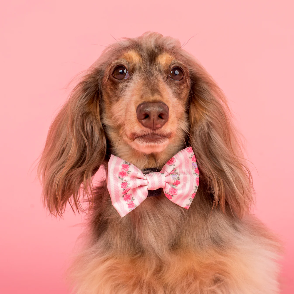 Pablo & Co Vintage Rose Bow Tie