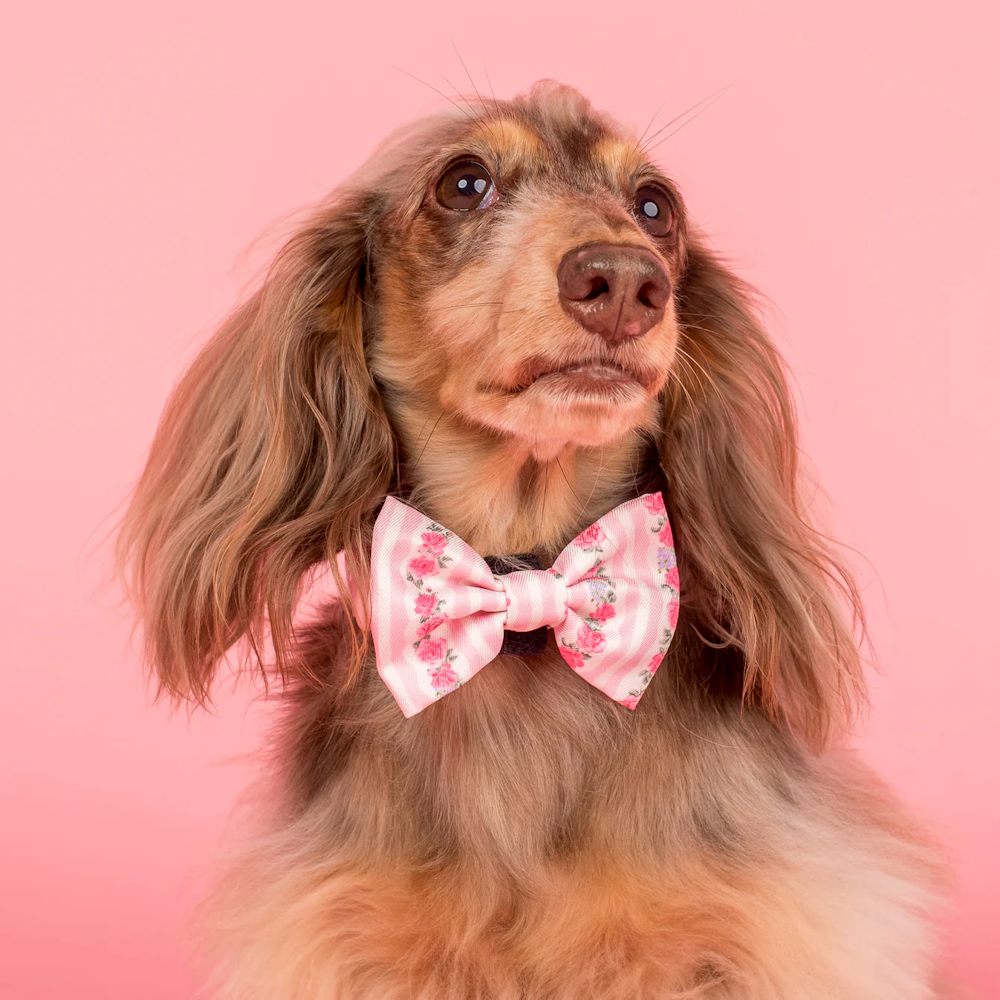 Pablo & Co Vintage Rose Bow Tie