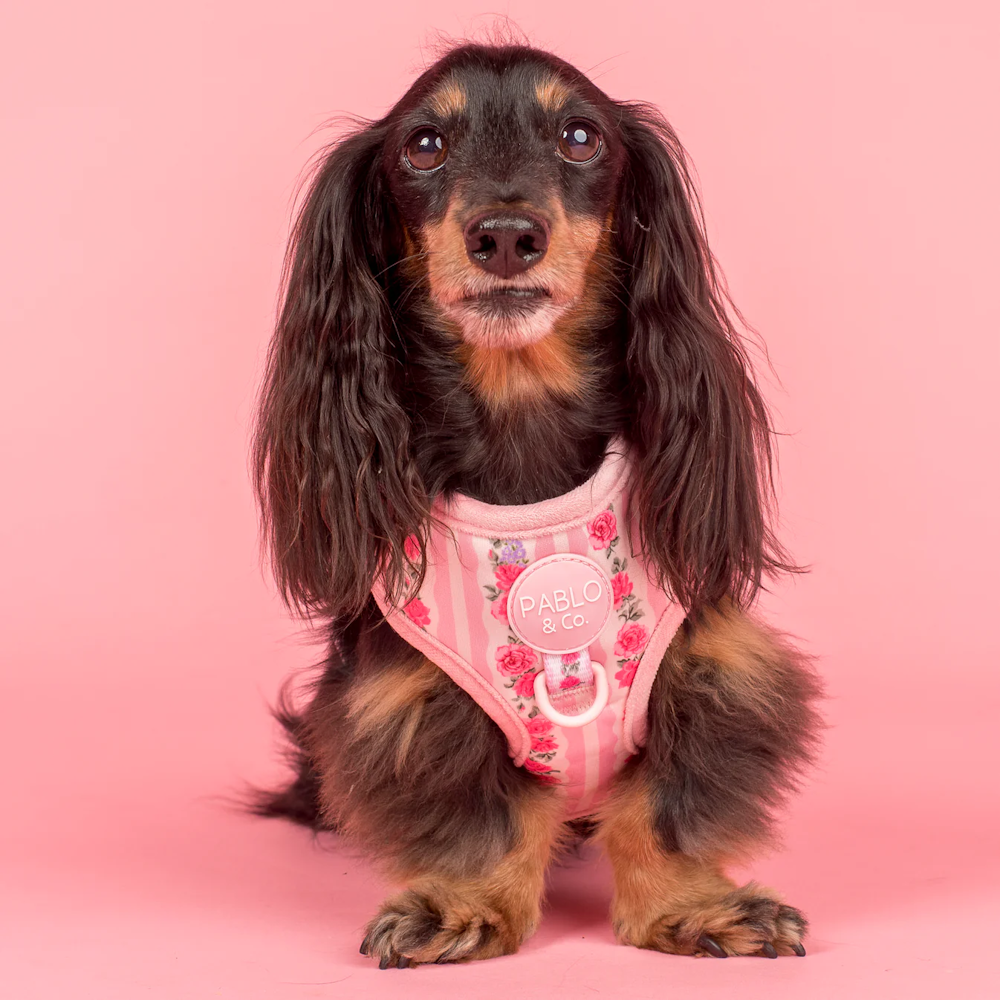 Pablo & Co Vintage Rose Adjustable Harness