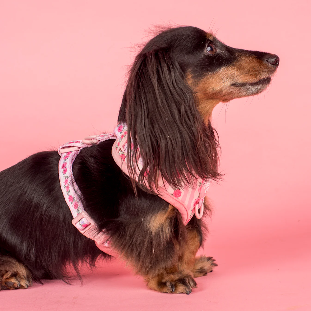 Pablo & Co Vintage Rose Adjustable Harness